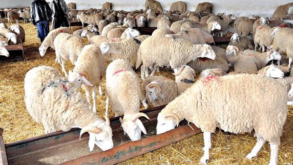   الثروة الحيوانية