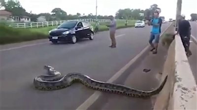 حقيقة مصرع 4 أشخاص في حادث سيارة تحمل ثعابين بطريق الإسكندرية 