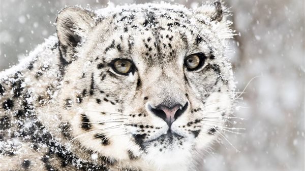 نمور الثلوج