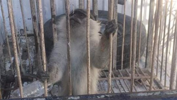 قرد هارب بشوارع الإسكندرية