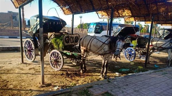 النقل البطيء