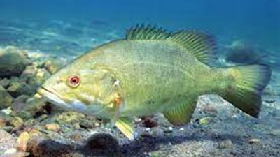 أدمغة الأسماك تكبر عند التفكير الشديد (دراسة)