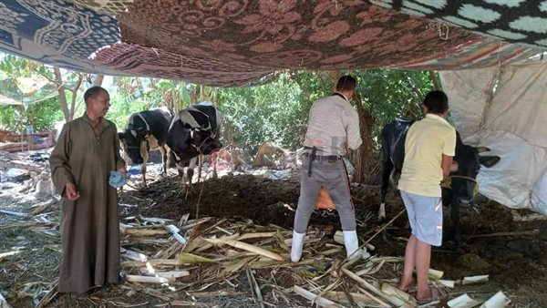 الحملة بالمنيا