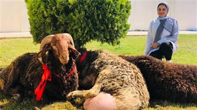 شركة توزع خرافًا حية على موظفيها بمناسبة عيد الأضحى ببورسعيد (صور) 