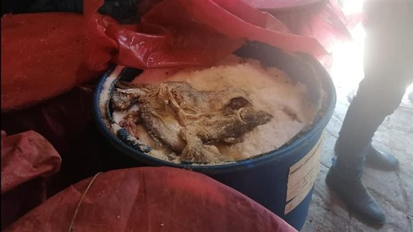 الفسيخ المضبوط 