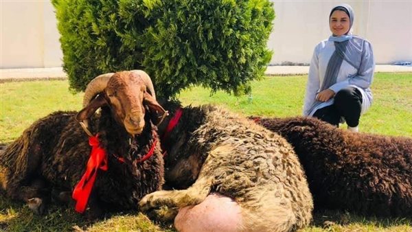 شركة توزع خرافًا