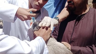 علاج 840 رأس ماشية في قافلة بيطرية بقريتي إقصاص والخنانسة بسوهاج