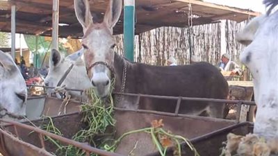 أكلات شعبية شهيرة.. كيف يتعامل المصريون مع الحمار في يومه العالمي؟