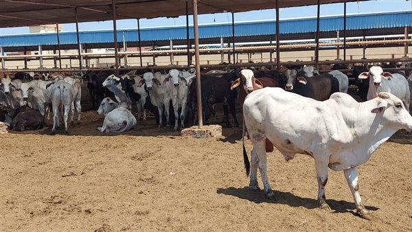 محطة تسمين الماشية