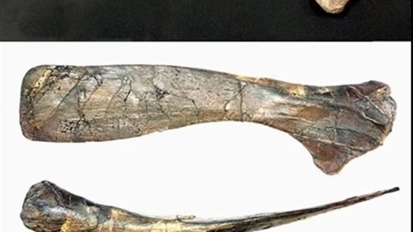 كتف ديناصور