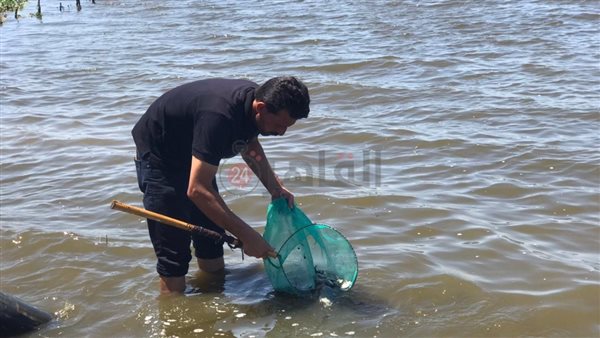 بحيرة البرلس في كفر