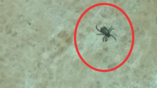 حشرة غريبة تهاجم