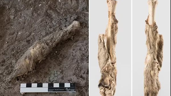 أغنام محطمة 