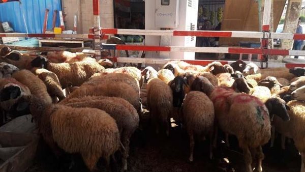 شادر بيع الأضاحي_