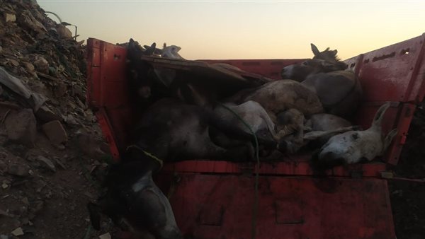 واقعة الحمير قبل