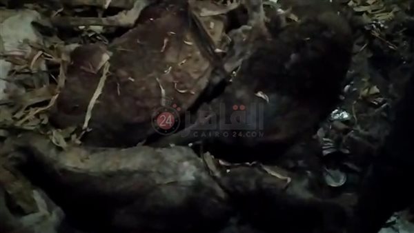 إعدام حمير مذبوحة