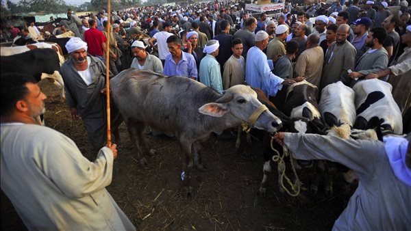 اللحوم المجمدة