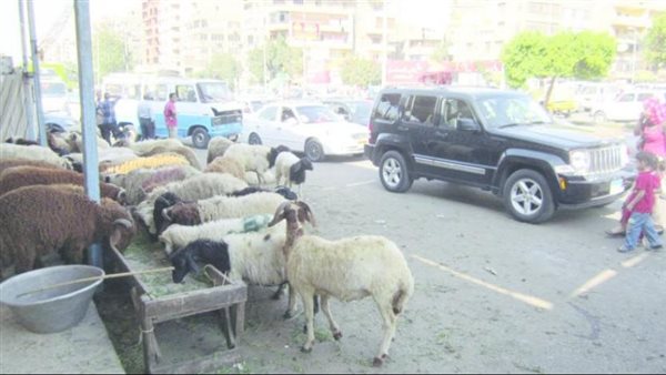 شودار الأغنام 