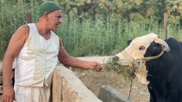 محمد لطفي في المماليك