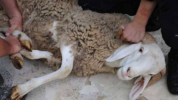 الأضحية- أرشيفية