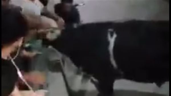 العجل الهارب