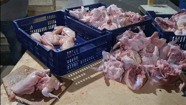 فراخ فاسدة_أرشيفية