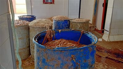 قبل العيد.. غلق مجزر دواجن وإعدام 26 طن أغذية فاسدة بالشرقية (صور)