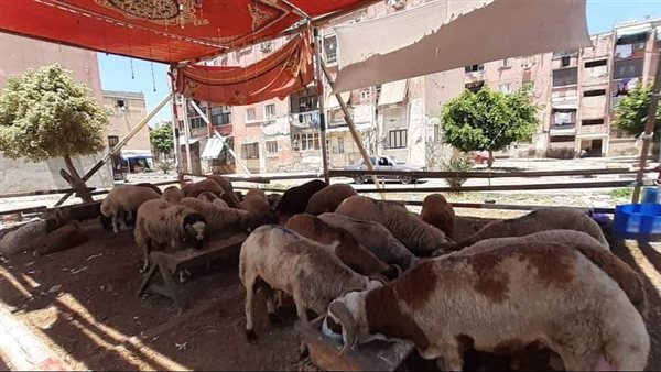 إزالة شادر لبيع الخراف