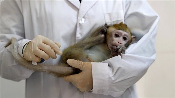 أخصائي يحمل قرد