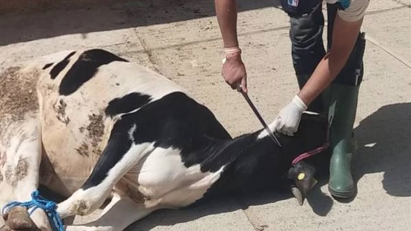 أضاحي - أرشيفية