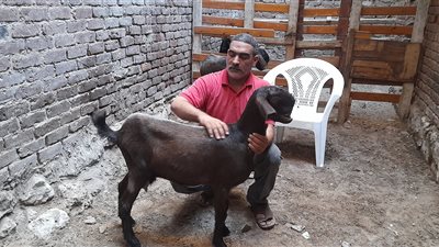 ظهور أغرب وأغلى ماعز في الإسكندرية.. سعرها يصل إلى 100 ألف جنيهًا  (صور)