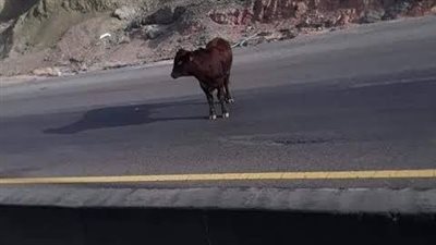 مصرع وإصابة 4 أشخاص إثر سقوط عجل أضحية على الطريق الإقليمي بالمنوفية