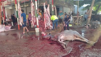 مئات الذبائح في شوارع بورسعيد بالمخالفة لقرار المحافظ (صور وفيديو)