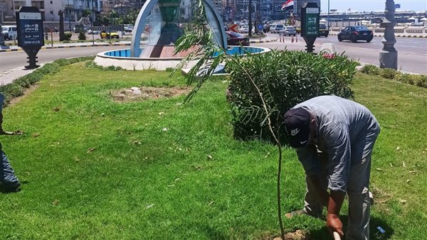 تشجير الإسكندرية