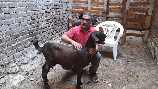 الماعز الشامي 