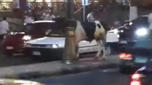 بقرة طائشة في شوارع