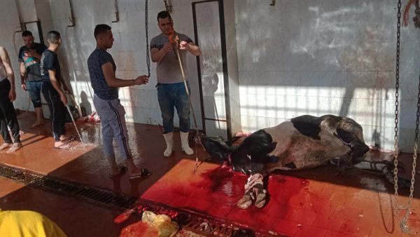 مجازر أضاحى القليوبية