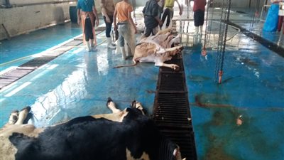 رفض دخول 5 أضاحي لمجازر القليوبية بسبب النحافة (صور) 