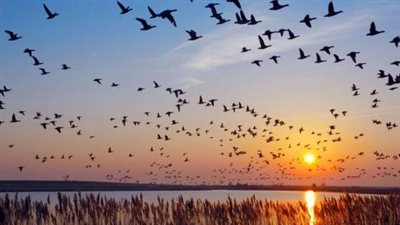 2 مليون طائر.. مصر قبلة الطيور المهاجرة حول العالم