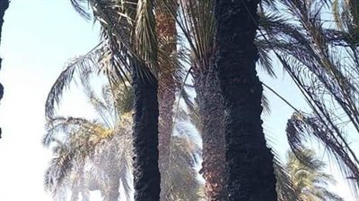 نشوب حريق في نخيل قرية النزلة المستجدة بأسيوط 