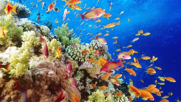 محمية رأس محمد 