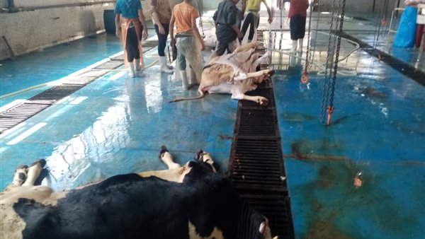 مجازر القليوبية 