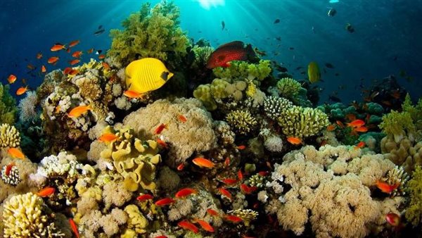 الشعاب المرجانية