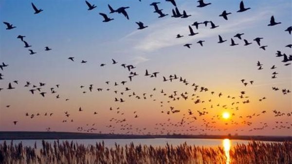 الطيور المهاجرة 