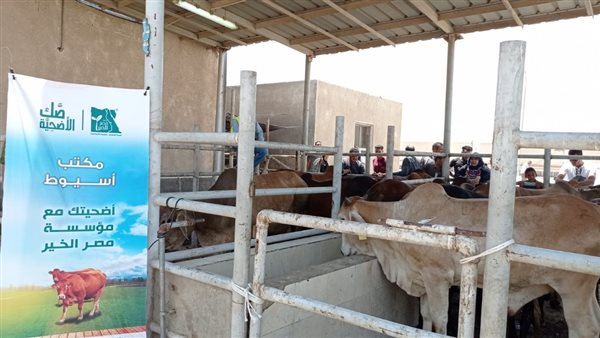 ذبح وتوزيع عجول على