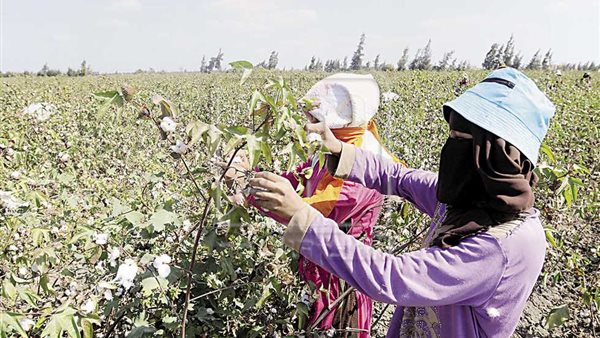 محصول القطن ـ أرشيفية
