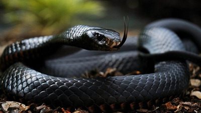 لماذا تغزو الثعابين المنازل مع ارتفاع الحرارة؟.. 