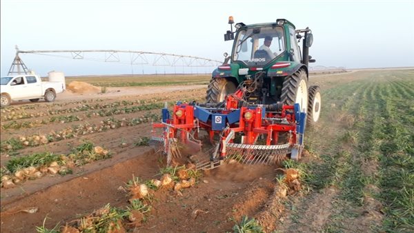 حصاد بنجر السكر