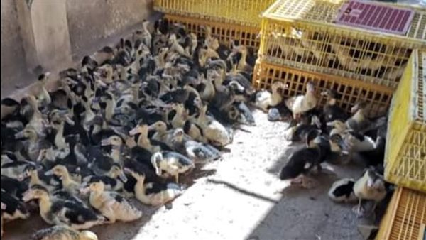 مشروع تربية البط