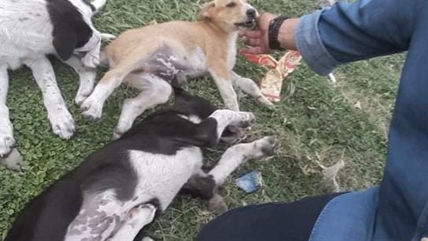 عم فريد مع الحيوانات